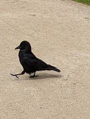 Corvus corone