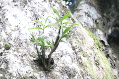 Dendrobium jonesii