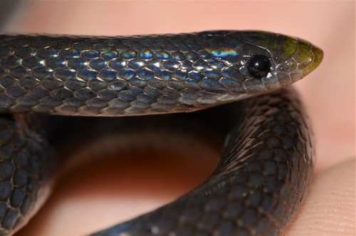 East African Shovel-Snout