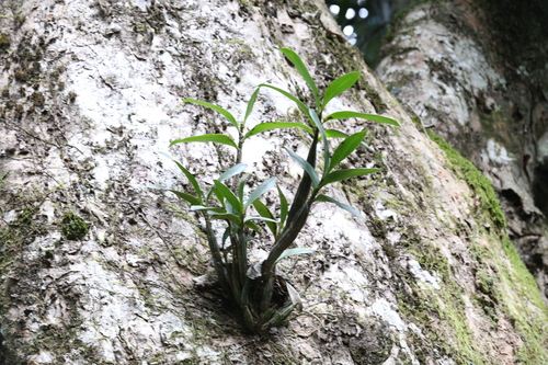 Image of Dendrobium jonesii by (c) Hugo Innes, some rights reserved (CC BY)