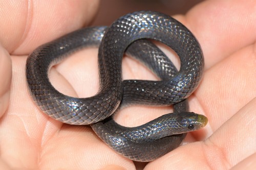 East African Shovel-Snout