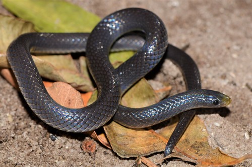East African Shovel-Snout