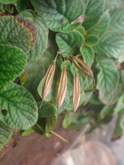 Oreocharis benthamii