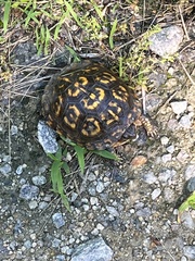 Terrapene carolina carolina