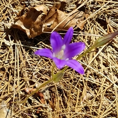 Brodiaea elegans elegans