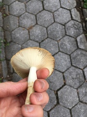 Russula mutabilis