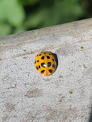 Harmonia axyridis