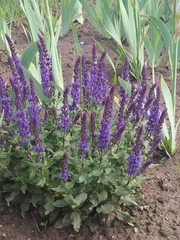 Salvia dumetorum