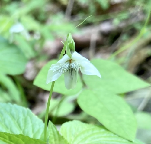 Pawpaw Trail