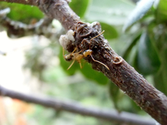 Camponotus