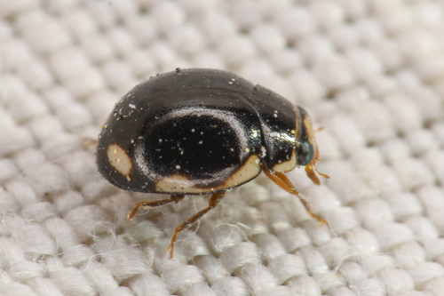 Hyperaspis dissoluta dissoluta photographed in Nevada