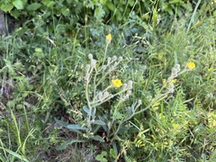 Pilosella echioides