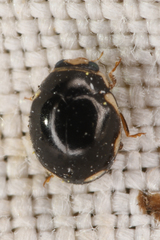 Hyperaspis dissoluta dissoluta