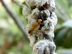 Camponotus