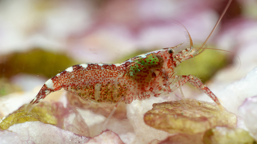 Hooded Shrimp, photo 2 of 10