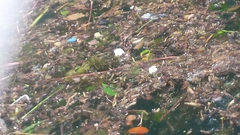 Hydrocharitaceae