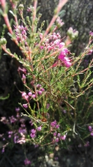 Erica umbellata