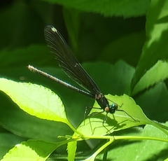 Calopteryx maculata