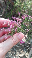 Erica umbellata