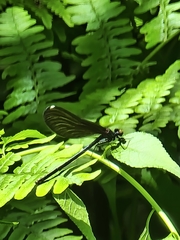 Calopteryx maculata