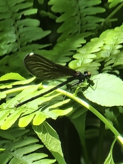 Calopteryx maculata