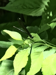 Calopteryx maculata