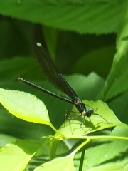 Calopteryx maculata