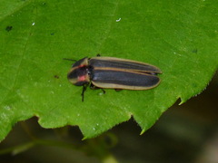 Pyractomena angulata
