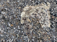 Lampropeltis calligaster