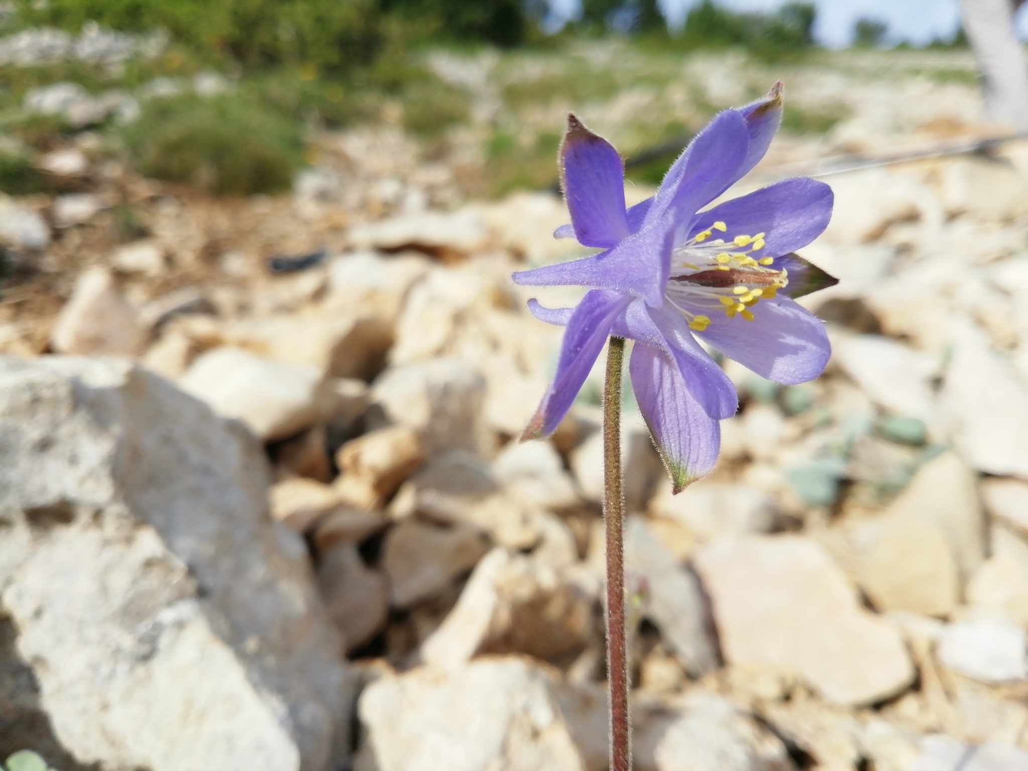 Aguileña de Aragón
