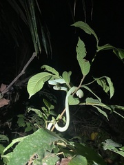 Bothrops bilineatus