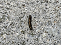 Bryophila domestica