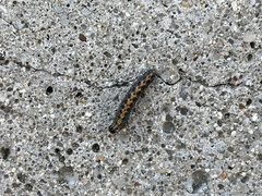 Bryophila domestica