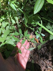 Angelica hendersonii