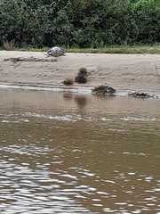 Caiman crocodilus crocodilus