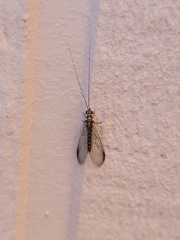 Eremochrysa punctinervis