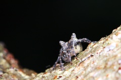 Araneus biprominens