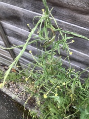 Sisymbrium officinale