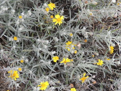 Senecio mairetianus