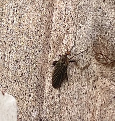 Rhamphomyia longicauda