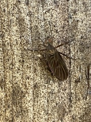 Rhamphomyia longicauda