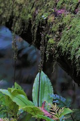 Malaxideae