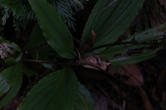 Malaxideae