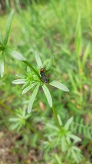 Cantharis pellucida