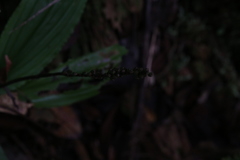 Malaxideae