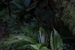 Malaxideae