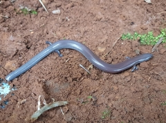 Lygosoma