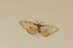 Hyposidra infixaria