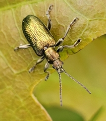 Plateumaris discolor