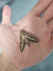 Hyles livornica